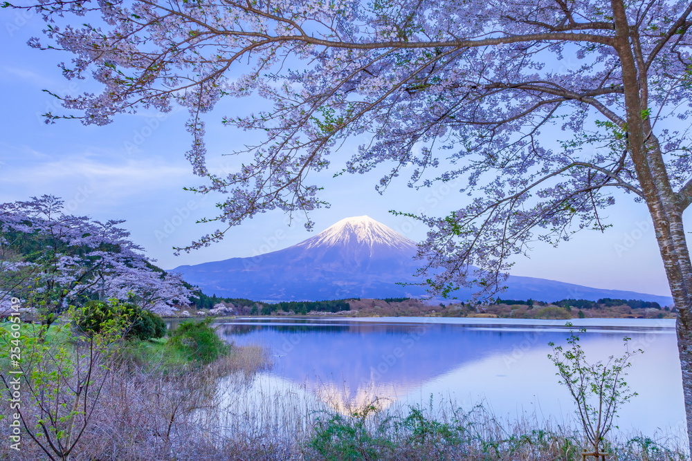 春の富士山と桜、静岡県富士宮市田貫湖にて