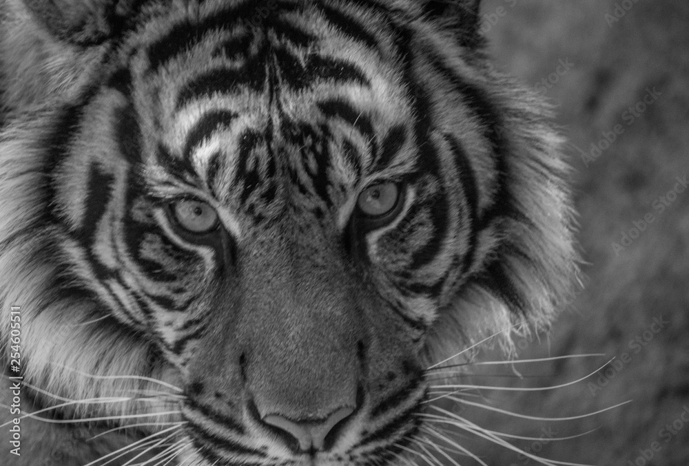 tiger in front of white background