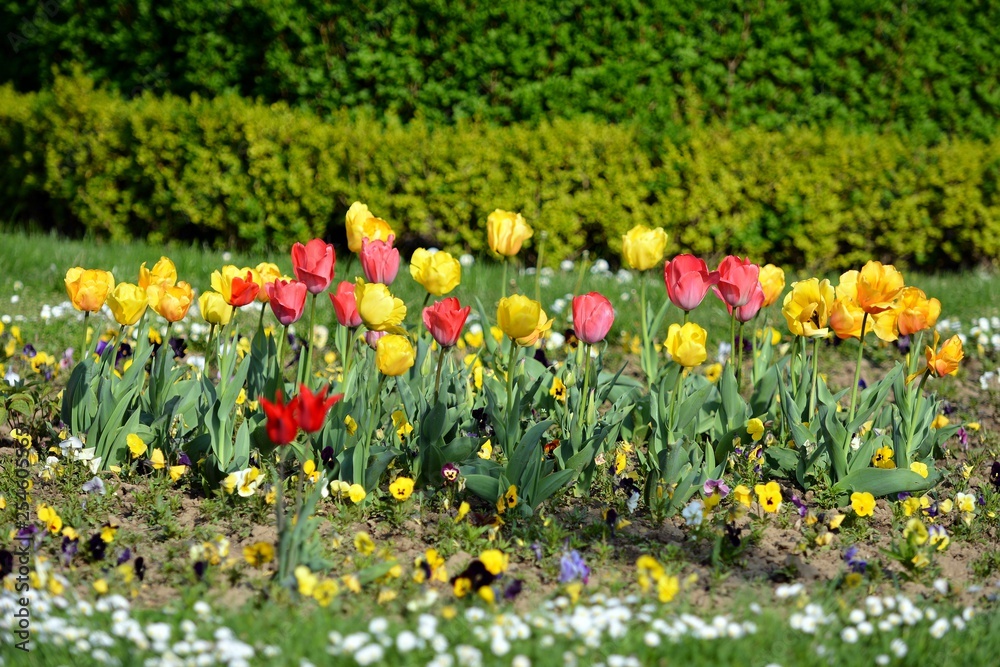 Obraz premium Tulips flowers in the garden