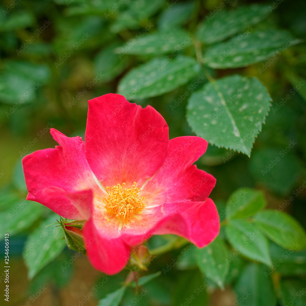 lonely red wild rose flower on vibrant green foliage background