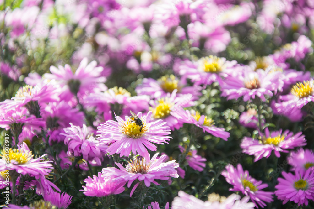 Chrysanthemums in summer garden. Floral pattern. Outdoor. Flowers wildfield and annuals.