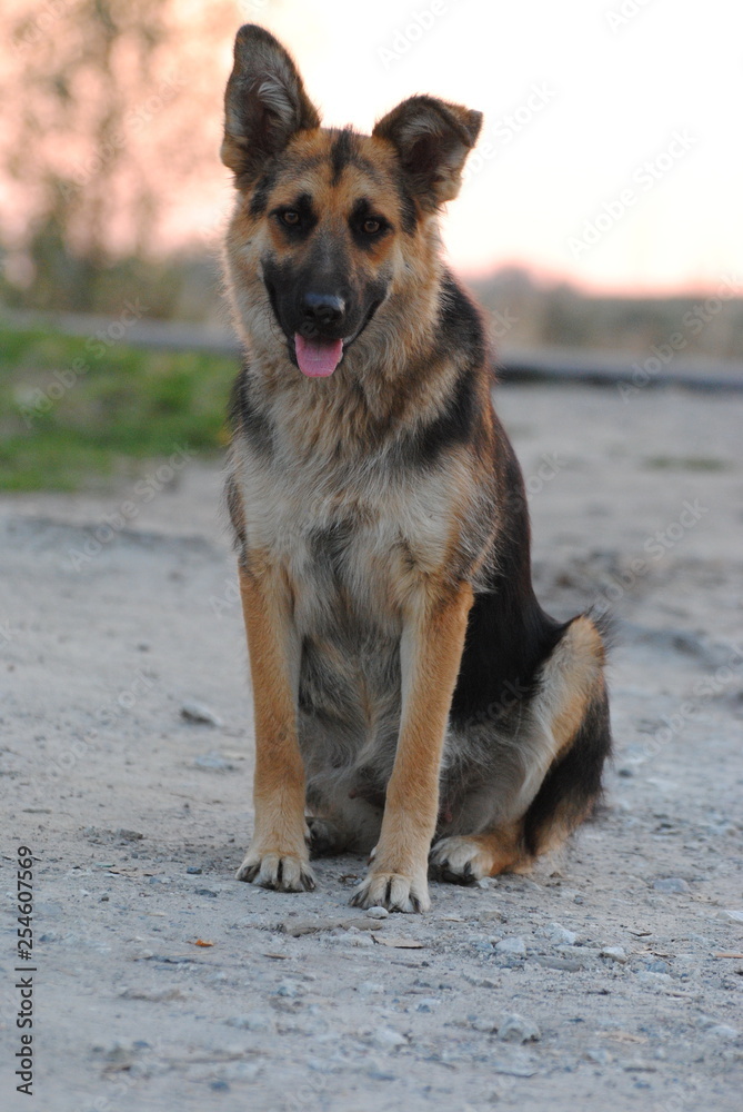 dog on the beach