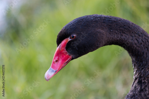 elegant graceful one black swan close up head shot next water on grass area Gold Coast Australia © QuickStartProjects