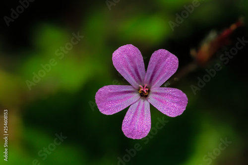 single lilac bloom against blurred green background