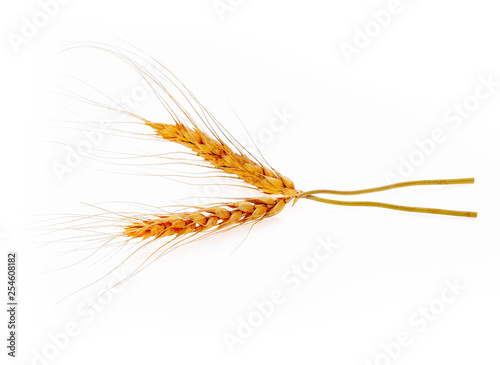 Closeup of barley ear over on white background