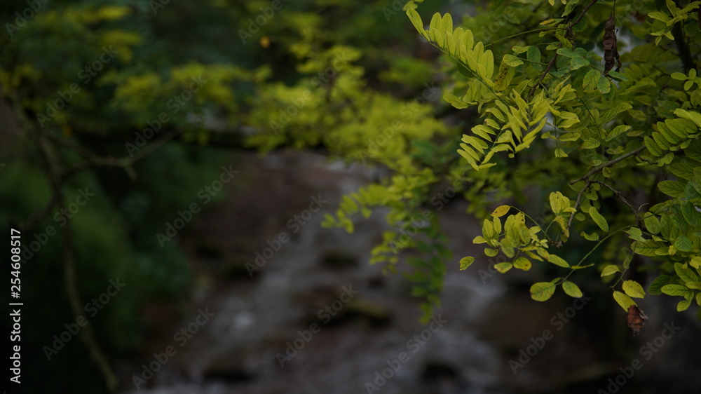 Obraz premium tree in forest