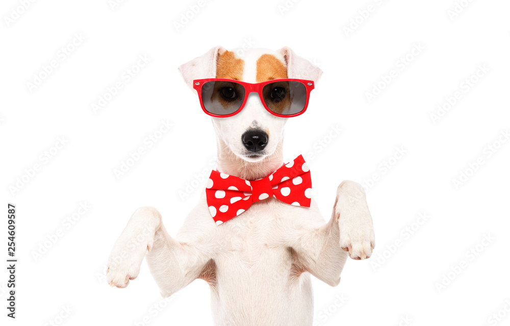 Portrait of funny dog Jack Russell Terrier in a bow tie and sunglasses  isolated on white background Stock Photo | Adobe Stock