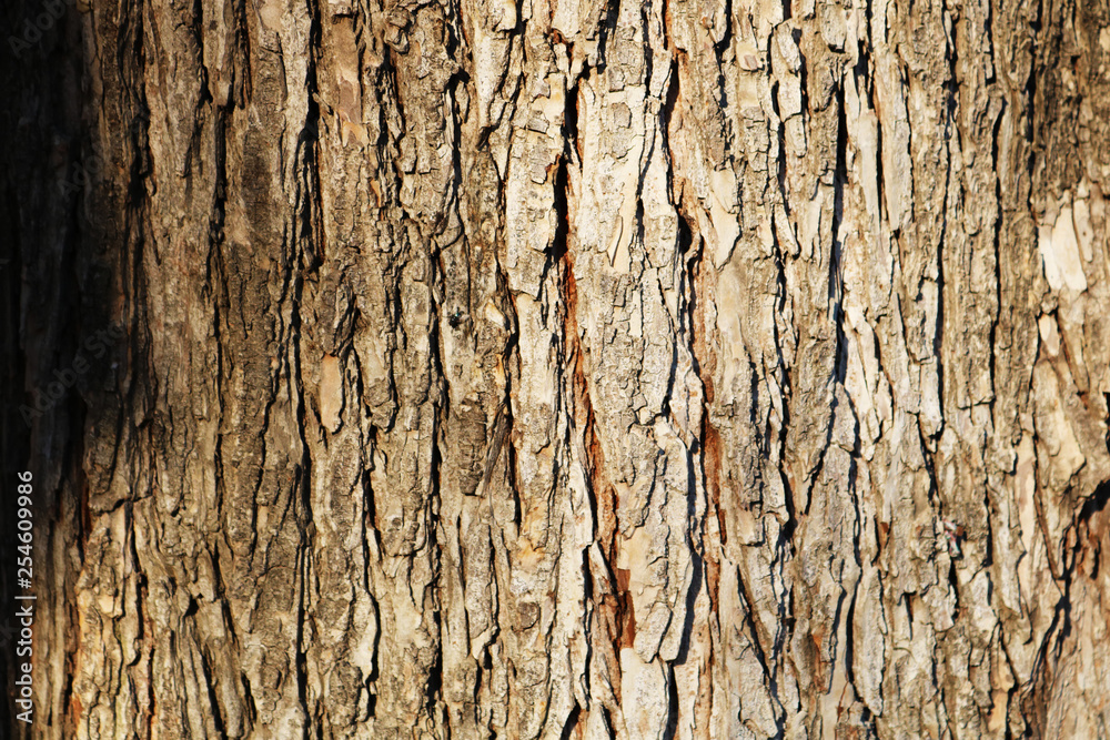 Tree bark texture Tree bark texture