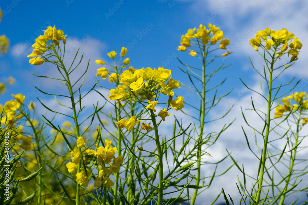 菜の花と青空 菜の花と青空