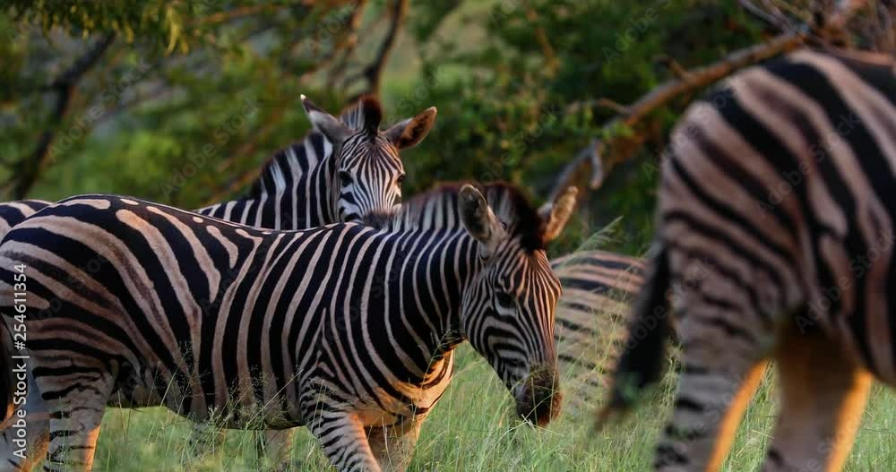 zebras in the savannah in south africa