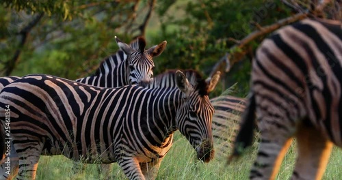 zebras in the savannah in south africa