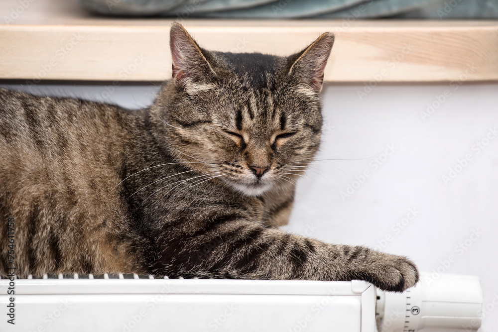 cat on the radiator, warm, cat relaxing