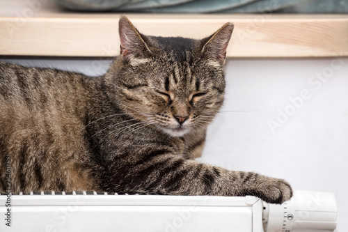 cat on the radiator, warm, cat relaxing © wip-studio