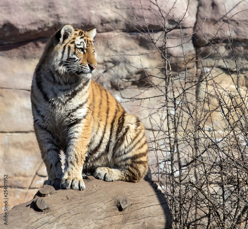 young ussurian tiger is sitting on the trunk photo