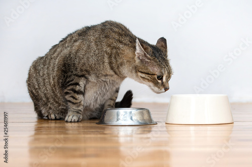 cats eat pet food