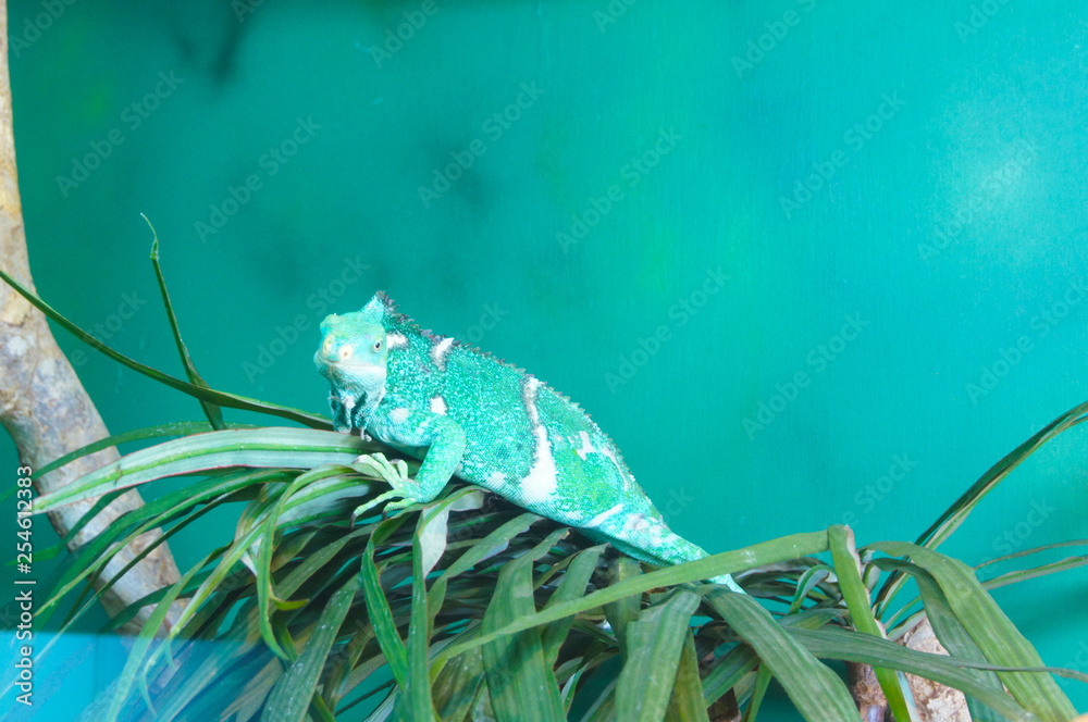 緑のトカゲ オーストラリア ケアンズ Stock Photo Adobe Stock 緑のトカゲ オーストラリア ケアンズ Stock Photo Adobe Stock