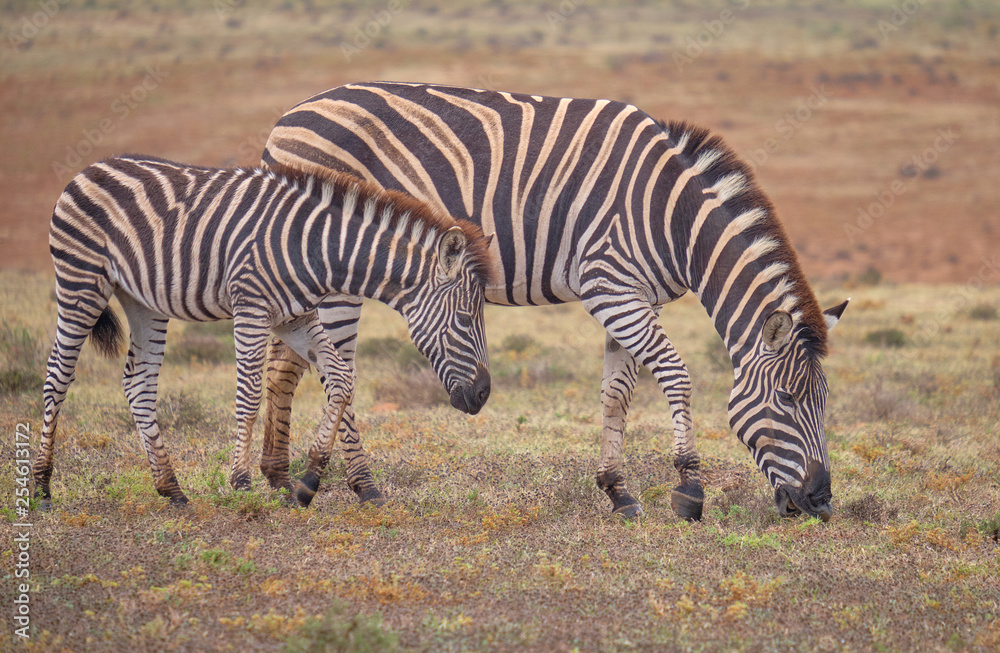 Mother and fowl Burchell's zebra together grazing in low grass dry karoo Mother and fowl Burchell's zebra together grazing in low grass dry karoo