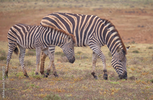 Mother and fowl  Burchell s zebra together grazing in low grass dry karoo