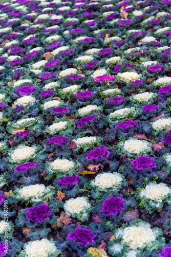 Purple and white kale are queued and distributed © Weiming