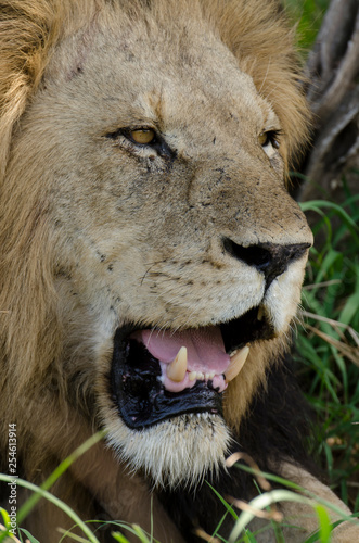 Lion  m  le  Panthera leo 