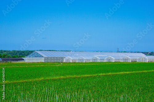 Paddy field and cultivation house in Ishikawa Prefecture  Japan.                                                             