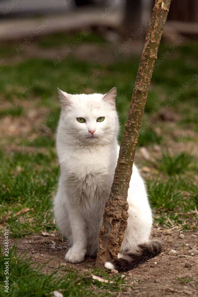 Obraz premium sad white stray cat