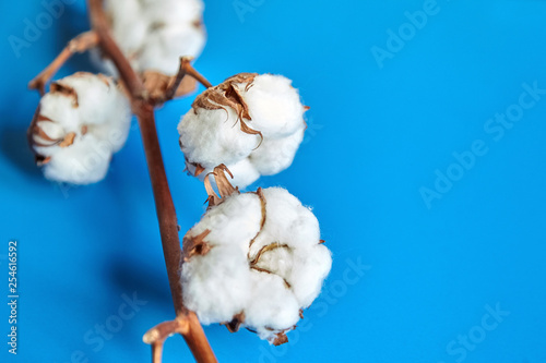 White cotton flowers on blue background