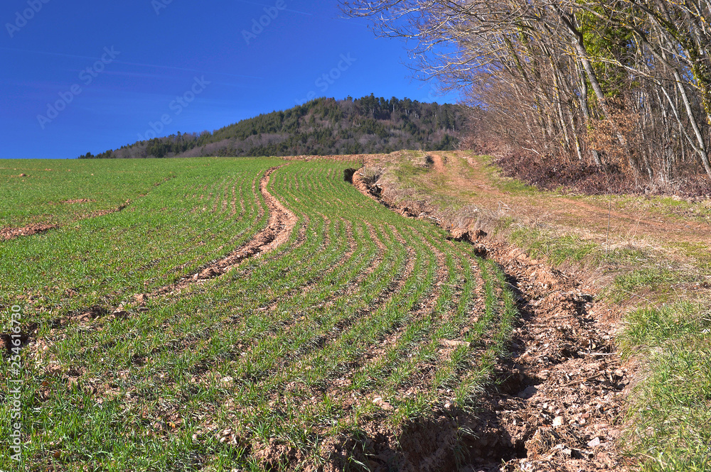Sillons dans un champ de blé dans les Vosges, Rotenbrunnen, Bourbach-le-Bas