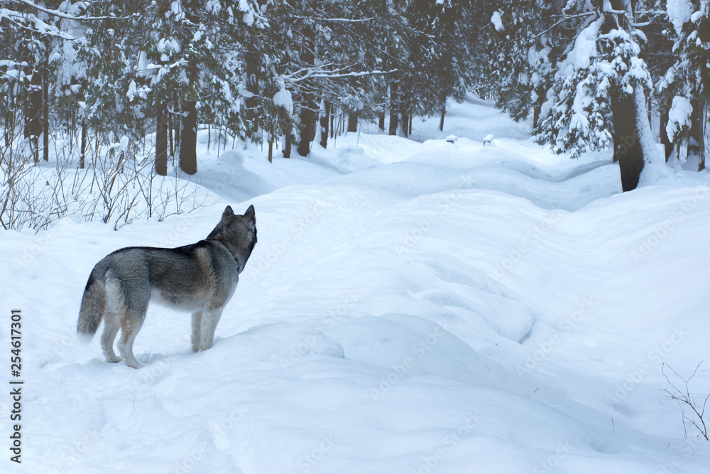 Gray dog breed Husky stands on the track in the winter park and looks into the distance, away from the viewer Gray dog breed Husky stands on the track in the winter park and looks into the distance, away from the viewer