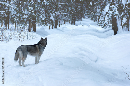 Gray dog breed Husky stands on the track in the winter park and looks into the distance, away from the viewer