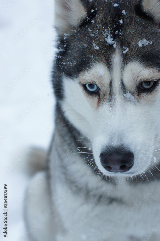 A gray dog of the Husky breed is sitting on the snow in winter, eyes of different colors do not look into the frame, there are snowflakes on its face