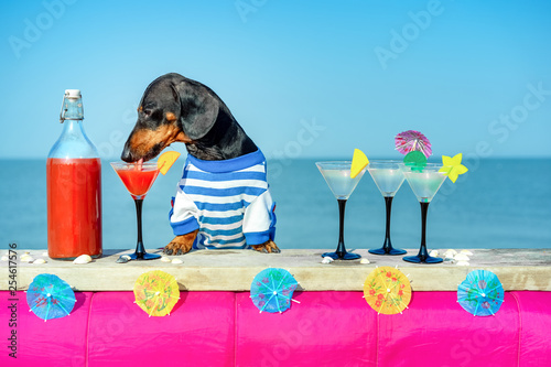 Photography funny cool dachshund dog drinking cocktails at the bar in a  beach club party wi