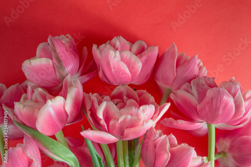 Blooming white and pink tulips with lots of petals on a red background. Background for design.
