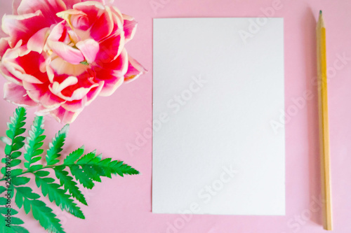Flat lay pink background with a place for text. Tulip and tropical leaf. Background for design.