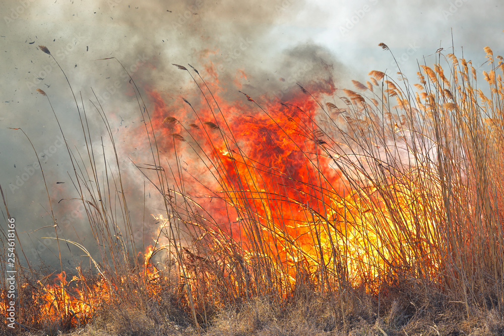 Big flames on field during fire. Accidental disaster Big flames on field during fire. Accidental disaster