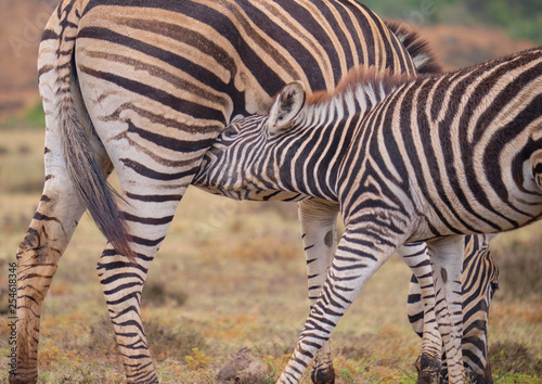 Mother and fowl  Burchell's zebra together.  Baby is feeding off mom. Close up of young reaching for mother's mammal