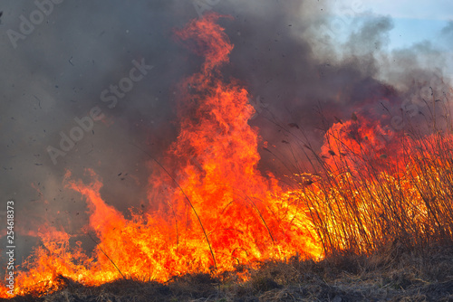 Big flames on field during fire. Accidental disaster