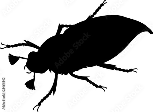 Black silhouette of male cockchafer or May bug isolated on white background © Kazakova Maryia