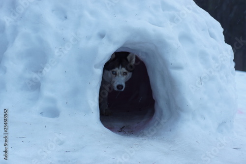 Husky dog breed looks out of a snow cave