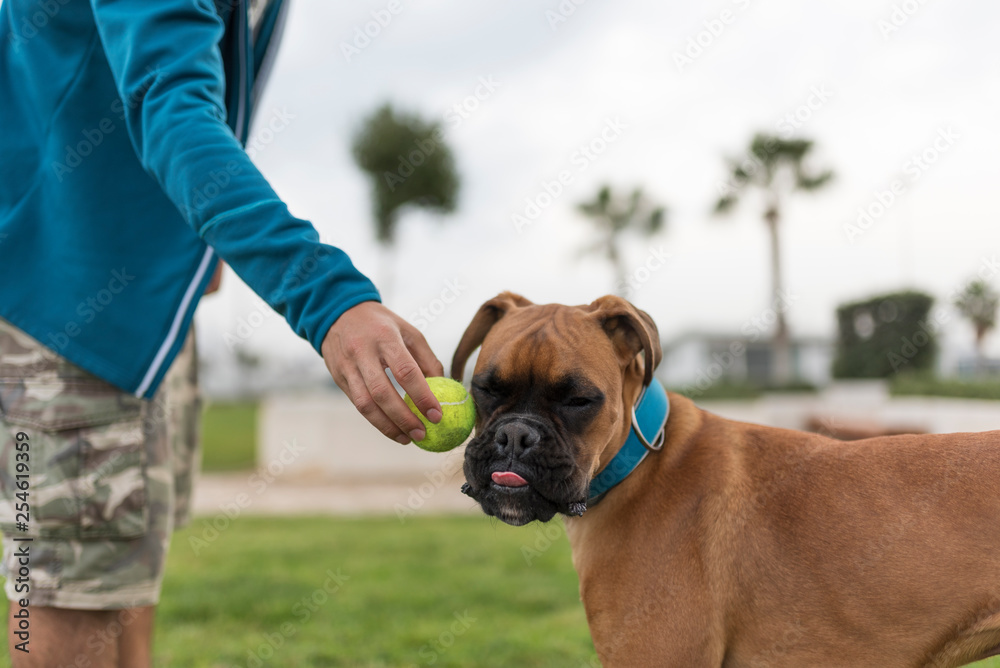 Perro boxer jugando con pelota con su dueño Stock Photo | Adobe Stock