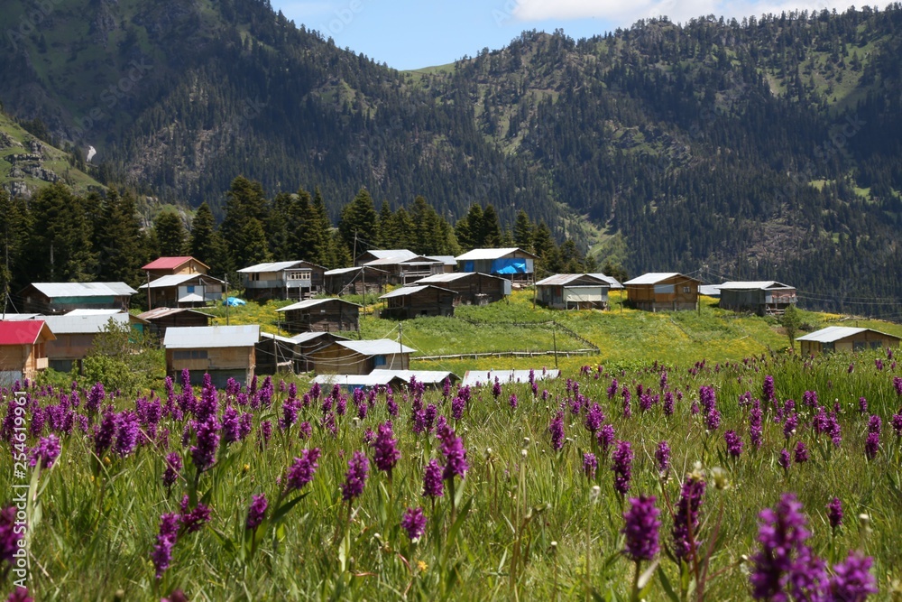 flowering meadows and village landscapes.savsat/artvin/turkey flowering meadows and village landscapes.savsat/artvin/turkey