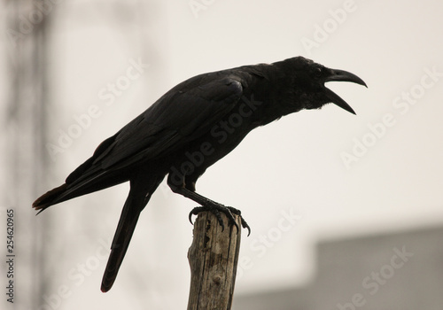 Black crow cawing. black bird preaching on a stick ,isolated in the city background  photo