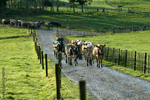 Herding Cows