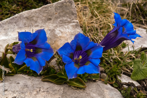 fiori di Genziana appenninica  (Gentiana dinarica),primo piano
