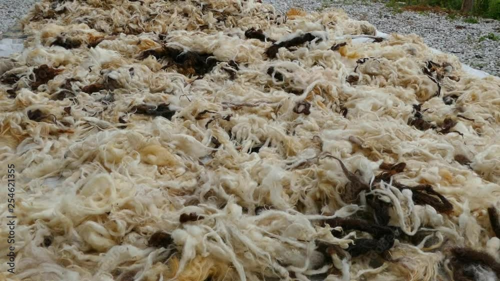sheep wool is drying, do woven with sheep wool, Natural real sheep wool, sheep wool is drying, do woven with sheep wool, Natural real sheep wool,