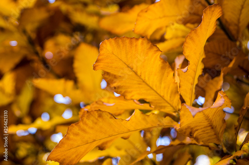 Farbenspiel des Herbstes photo