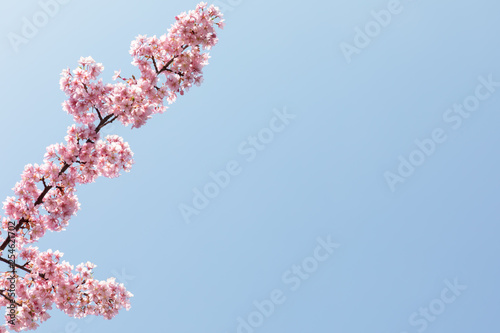 (自然ｰ花)桜と青空７