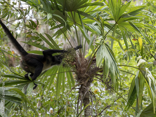 Spider Monkey, Ateles geoffroyi, chooses only ripe fruits in the rainforest, Guatemala