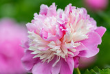 Peony. Beautiful flower in spring time. Pink peony. Blooming flower of soft focus in an orchard. Nature wallpaper backdrop. Closeup.