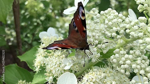 Colorful butterfly harvests nectar.